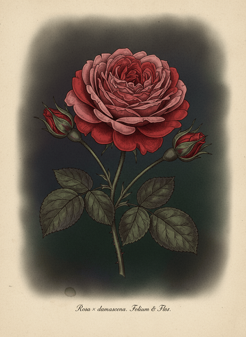 A detailed, moody botanical illustration of a damask rose in full bloom with leaves and buds, rendered in a vintage scientific illustration style with a dark, sophisticated background. Deep velvety reds and dusty pinks, fine ink linework, slightly aged parchment feel, elegant and refined.